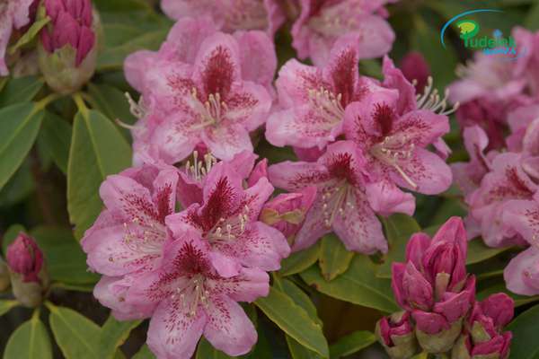 Rhododendron Frap Pand